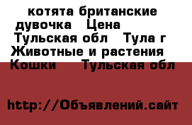 котята британские дувочка › Цена ­ 3 000 - Тульская обл., Тула г. Животные и растения » Кошки   . Тульская обл.